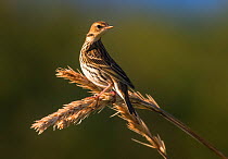 Pechora pipit (Anthus gustavi stejnegeri) perched on grass seed head, Commander Island, Russia, September.