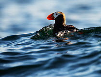 Tufted puffin (Fratercula cirrhata) swimming on the sea, Commander Island, Russia, September.