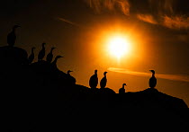 Red-faced cormorant (Phalacrocorax urile) group perched on cliff at sunset, Commander Island, Russia, September.