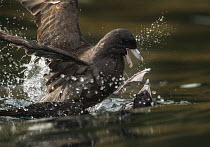 Flesh-footed shearwater (Puffinus carneipes)  pair mating in water, Commander Island, Russia, September.