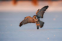 Northern hawk owl (Surnia ulula ulula) hunting, swooping low to the snow, Norway, February.