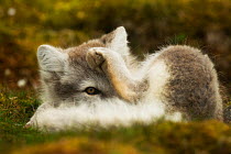 Arctic fox (Alopex lagopus lagopus) grooming in summer fur, Spitsberg, Svalbard, Norway, August.