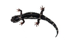 Marbled salamander (Ambystoma opacum) Water Valley, Mississippi, USA, April. Meetyourneighbours.net project