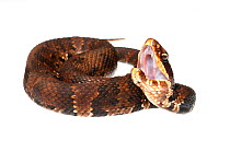 Cottonmouth snake (Agkistrodon piscivorus)  Water Valley, Mississippi, USA, April. Meetyourneighbours.net project