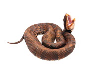 Cottonmouth snake (Agkistrodon piscivorus)  curled up with mouth open, Water Valley, Mississippi, USA, April. Meetyourneighbours.net project