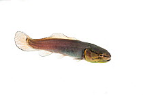 Juvenile Bowfin (Amia calva) Water Valley, Mississippi, USA, April. Meetyourneighbours.net project