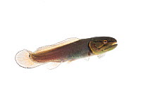 Juvenile Bowfin (Amia calva) Water Valley, Mississippi, USA, April. Meetyourneighbours.net project
