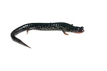 Mississippi slimy salamander (Plethodon mississippi) Tishomingo State Park, Mississippi, USA, April. Meetyourneighbours.net project