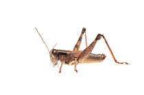 Scudder's short-wing grasshopper (Melanoplus scudderi) Oxford, Mississippi, USA, March. Meetyourneighbours.net project
