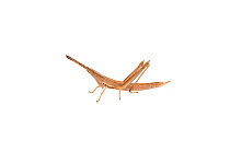 Spine knee toothpick grasshopper (Achurum sp.) Elliott, Mississippi, USA, April. Meetyourneighbours.net project