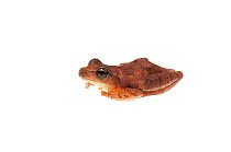 Spring peeper frog  (Pseudacris crucifer) Water Valley, Mississippi, USA, April. Meetyourneighbours.net project