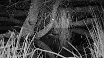 Daubenton's bat (Myotis daubentinii) hunting at night over a pond formed by a Eurasian beaver (Castor fiber) dam, Devon Wildlife Trust's Devon Beaver Project, Devon, UK, April.