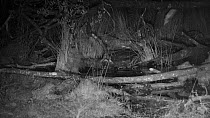 Male Eurasian beaver (Castor fiber) at night, swimming away from the shore of a pond after feeding on a branch, Devon Wildlife Trust's Devon Beaver Project, Devon, UK, April.