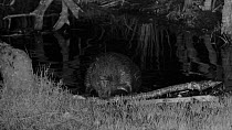 Male Eurasian beaver (Castor fiber) at night, moving a branch at the edge of a pond, feeding, Devon Wildlife Trust's Devon Beaver Project, Devon, UK, April.