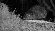 Male Eurasian beaver (Castor fiber) at night, feeding on a branch in a pond, Devon Wildlife Trust's Devon Beaver Project, Devon, UK, April.
