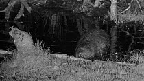 Male Eurasian beaver (Castor fiber) at night, feeding on a large branch in a pond, Devon Wildlife Trust's Devon Beaver Project, Devon, UK, April.