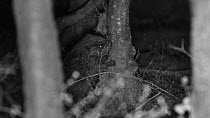 Male Eurasian beaver (Castor fiber) at night, chewing the bark of a young Downy birch (Betula pubescens) before leaving the frame, Devon Wildlife Trust's Devon Beaver Project, Devon, UK, April.