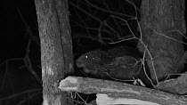 Male Eurasian beaver (Castor fiber) at night, standing up to chew bark from a Willow tree (Salix), Devon Wildlife Trust's Devon Beaver Project, Devon, UK, April.