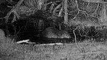 Male Eurasian beaver (Castor fiber) at night, diving for mud and sticks in a pond to use as dam building material, bites a small stick in half, Devon Wildlife Trust's Devon Beaver Project, Devon, UK,...