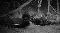 Male and juvenile Eurasian beavers (Castor fiber) at night, swimming in a pond, digging for mud and sticks to use as dam building material and chewing bark from a stick, Devon Wildlife Trust's Devon B...