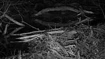 Juvenile Eurasian beaver (Castor fiber) at night, swimming past a dam, with a Wood mouse (Apodemus sylvaticus)  running by in the foreground, Devon Wildlife Trust's Devon Beaver Project, Devon, UK, Ap...