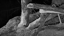 Wood mouse (Apodemus sylvaticus),  moving around on a Willow tree (Salix), heavily gnawed by Eurasian beavers (Castor fiber), at night, Devon Wildlife Trust's Devon Beaver Project, Devon, UK, April.
