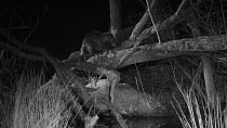 Eurasian beaver (Castor fiber) at night, climbing up the leaning trunk of a tree it has felled to reach a section it has been chewing, Devon Wildlife Trust's Devon Beaver Project enclosure, Devon, Eng...