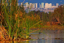 Aquatic plants (Typha sp.) with Mexico City buildings in the back, Xochimilco wetlands, Mexico City, January