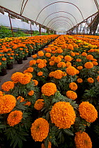 Mexican marigold (Tagetes erecta) grown in a chinampa, a wetland agricultural system, grown in preparation for the day of the dead festival, Xochimilco wetlands, Mexico City, October