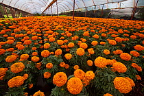 Mexican marigold (Tagetes erecta) grown in a chinampa, a wetland agricultural system, grown in preparation for the day of the dead festival, Xochimilco wetlands, Mexico City, October