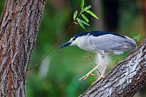 Black-crowned night-heron (Nycticorax nycticorax hoactli) walking on branch, Xochimilco wetlands, Mexico City, June