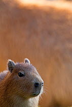 Capybara (Hydrochoerus hydrochaeris) young, captive.