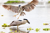 Black-crowned night-heron (Nycticorax nycticorax hoactli) fishing, with another landing, Xochimilco wetlands, Mexico City, June