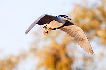 Black-crowned night-heron (Nycticorax nycticorax hoactl) in flight Xochimilco wetlands, Mexico City, December