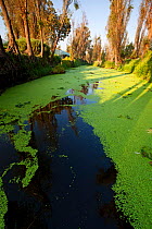 Canal between chinampas, a wetland agricultural system, with Fat Duckweed (Lemna gibba),  Xochimilco wetlands, Mexico City, October