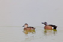 Blue-winged teal (Anas discors) pair, Xochimilco wetlands, Mexico City, February