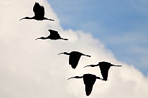 White-faced ibis (Plegadis chihi) group of five flying silhouetted against clouds, Xochimilco wetlands, Mexico City, February