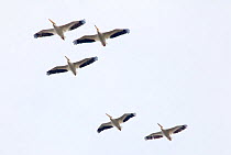 American white pelican (Pelecanus erythrorhynchos) group of five flying, Xochimilco wetlands, Mexico City, February