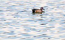 Blue-winged teal (Anas discors) male swimming on rippled waters, Xochimilco wetlands, Mexico City, February