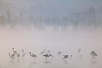 Waterfowl at dawn with mist, including Great blue heron (Ardea herodias herodias), American avocet (Recurvirostra americana), Northern shoveler (Anas clypeata), Xochimilco wetlands, Mexico City, Mexic...