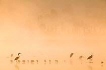 Waterfowl at dawn with mist, including Great blue heron (Ardea herodias herodias), American avocet (Recurvirostra americana), Northern shoveler (Anas clypeata), Xochimilco wetlands, Mexico City, Mexic...