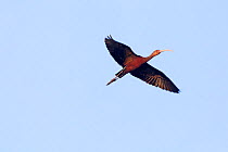 White-faced ibis (Plegadis chihi) adult flying, Xochimilco wetlands, Mexico City, Mexico. February