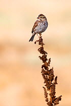 Savannah sparrow (Passerculus sandwichensis) Xochimilco wetlands, Mexico, February