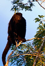 Yucatan black howler monkey (Alouatta pigra), Calakmul Biosphere Reserve, Yucatan Peninsula, Mexico. August. Critically endangered species.
