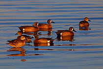 Blue-winged teal (Anas discors) group of four males and three females, Xochimilco wetlands, Mexico City, March