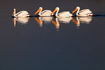 American white pelican (Pelecanus erythrorhynchos) group of four, Xochimilco wetlands, Mexico City, March