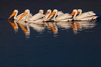 American white pelican (Pelecanus erythrorhynchos) group swimming together. Xochimilco wetlands, Mexico City, Mexico. March