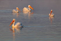 American white pelican (Pelecanus erythrorhynchos) group of four on water,  Xochimilco wetlands, Mexico City, March