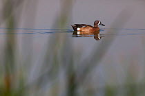 Blue-winged teal (Anas discors) male, Xochimilco wetlands, Mexico City, March