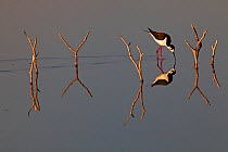 Black-necked stilt (Himantopus mexicanus) reflected in water, Xochimilco wetlands, Mexico City, March
